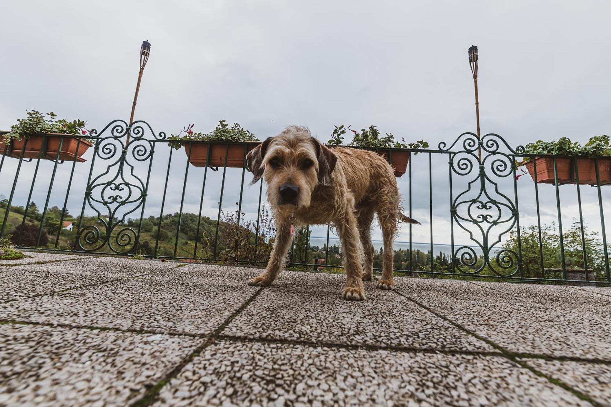 Villa Kabala Szigliget Dış mekan fotoğraf